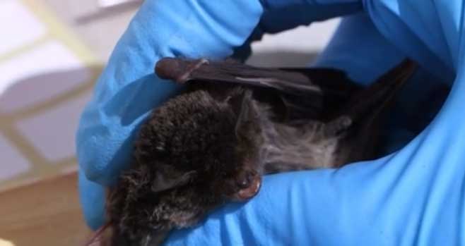 Discovery of new coronaviruses in bats